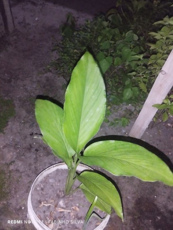 Identificação da planta Cúrcuma por foto
