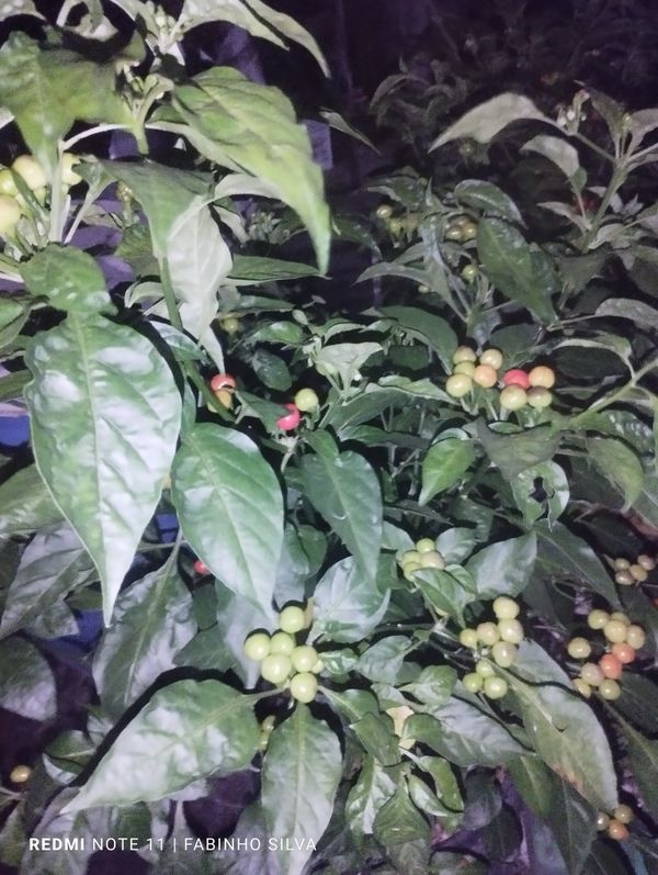 Identificação da planta Pimenta por foto