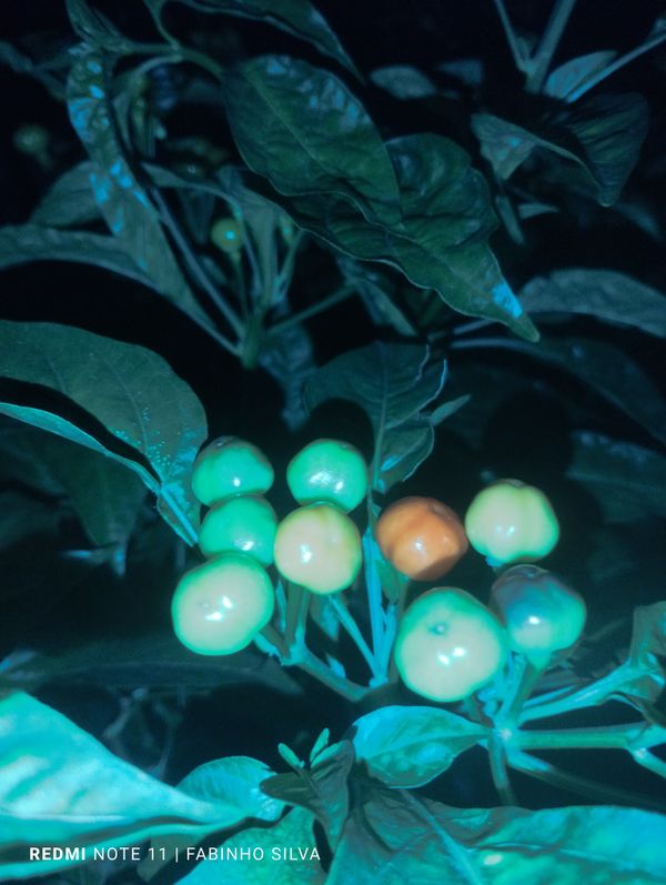Identificação da planta Pimenta por foto