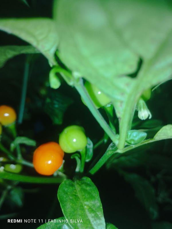 Identificação da planta Pimenta-de-cheiro por foto