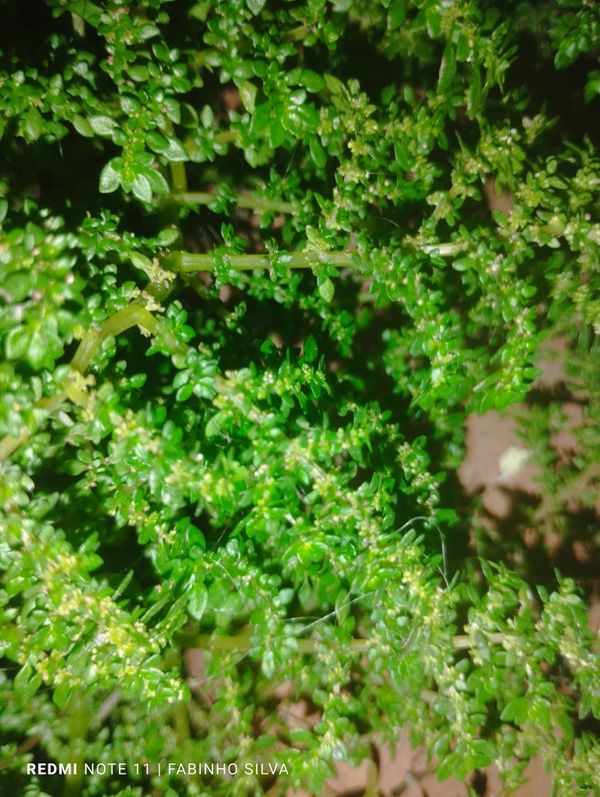 Identificação da planta Cabelo-de-anjo por foto