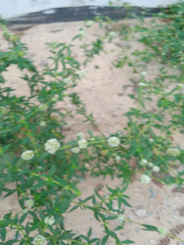 Identificação da planta Vassourinha-de-botão por foto