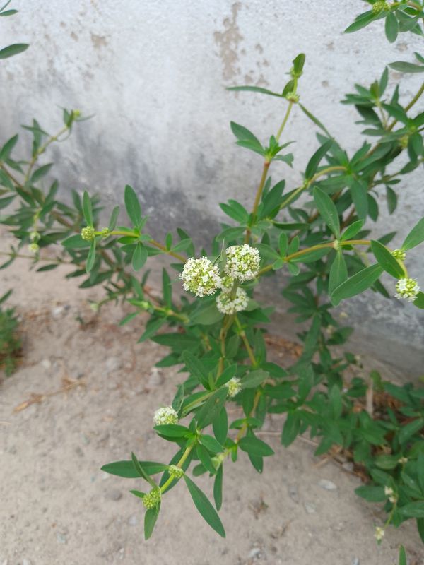 Identificação da planta Vassourinha-de-botão por foto