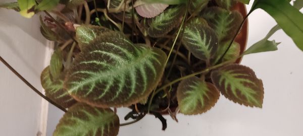 Identificação da planta Peixinho por foto
