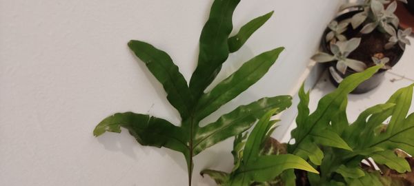 Identificação da planta Samambaia Jamaica por foto