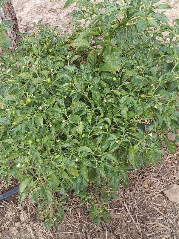 Identificação da planta Mata burro por foto
