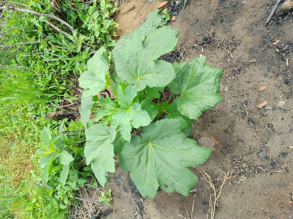 Identificação da planta Quiabo por foto