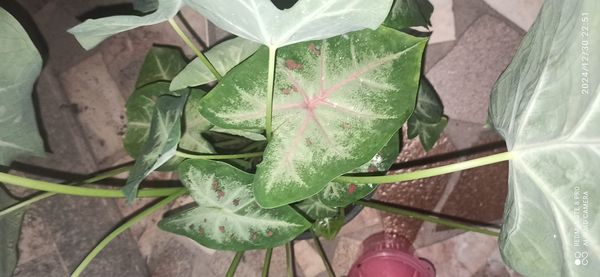 Identificação da planta Tinhorão por foto