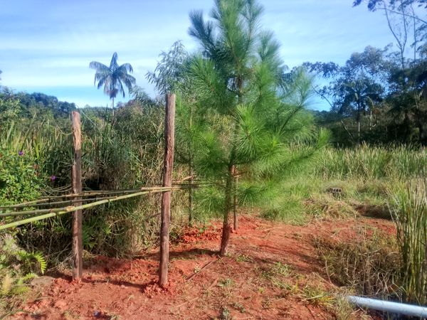 Identificação da planta Pinheiro-do-paraná por foto