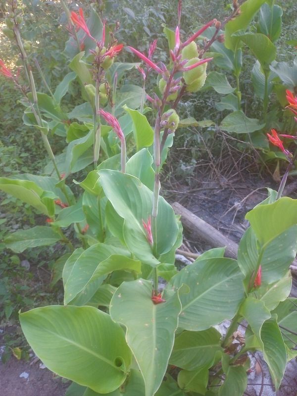 Identificação da planta Biri por foto