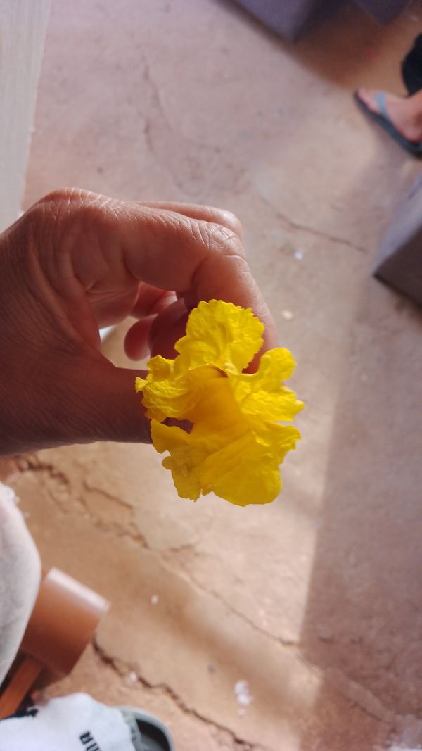 Identificação da planta Ipê-amarelo por foto