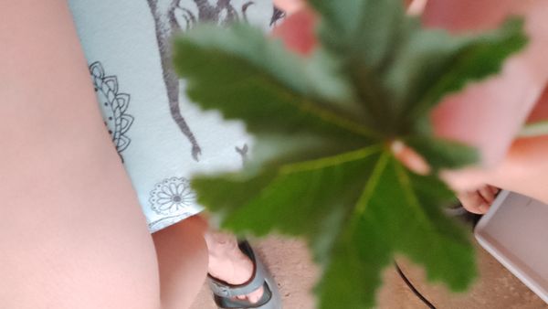 Identificação da planta Begônia rex por foto