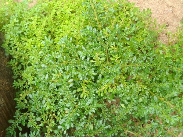 Identificação da planta Cabelo-de-anjo por foto