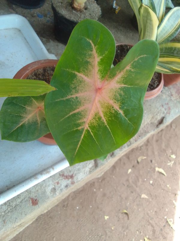 Identificação da planta Tinhorão por foto
