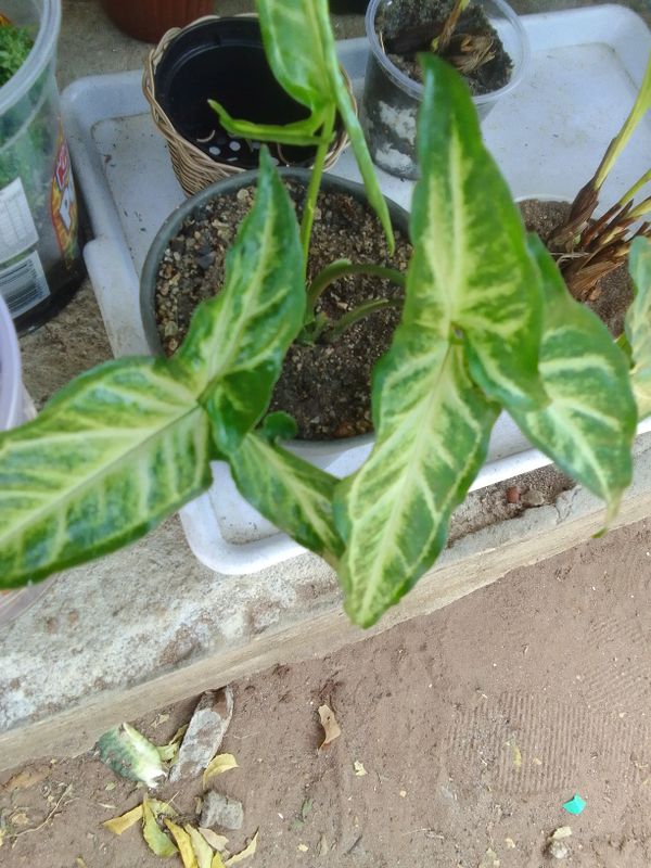 Identificação da planta Língua-de-cobra por foto