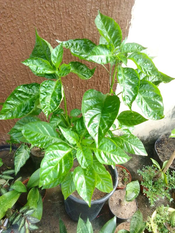 Identificação da planta Pimenta-de-cheiro por foto