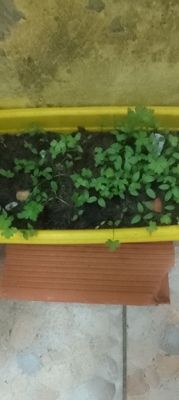 Identificação da planta Salsa por foto