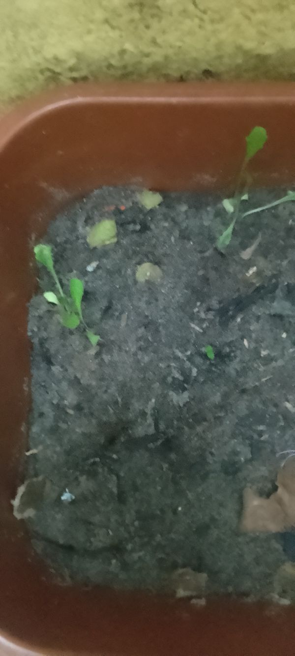 Identificação da planta Glosso por foto