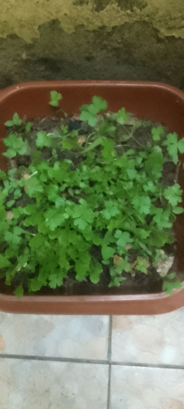 Identificação da planta Trevo-japonês por foto