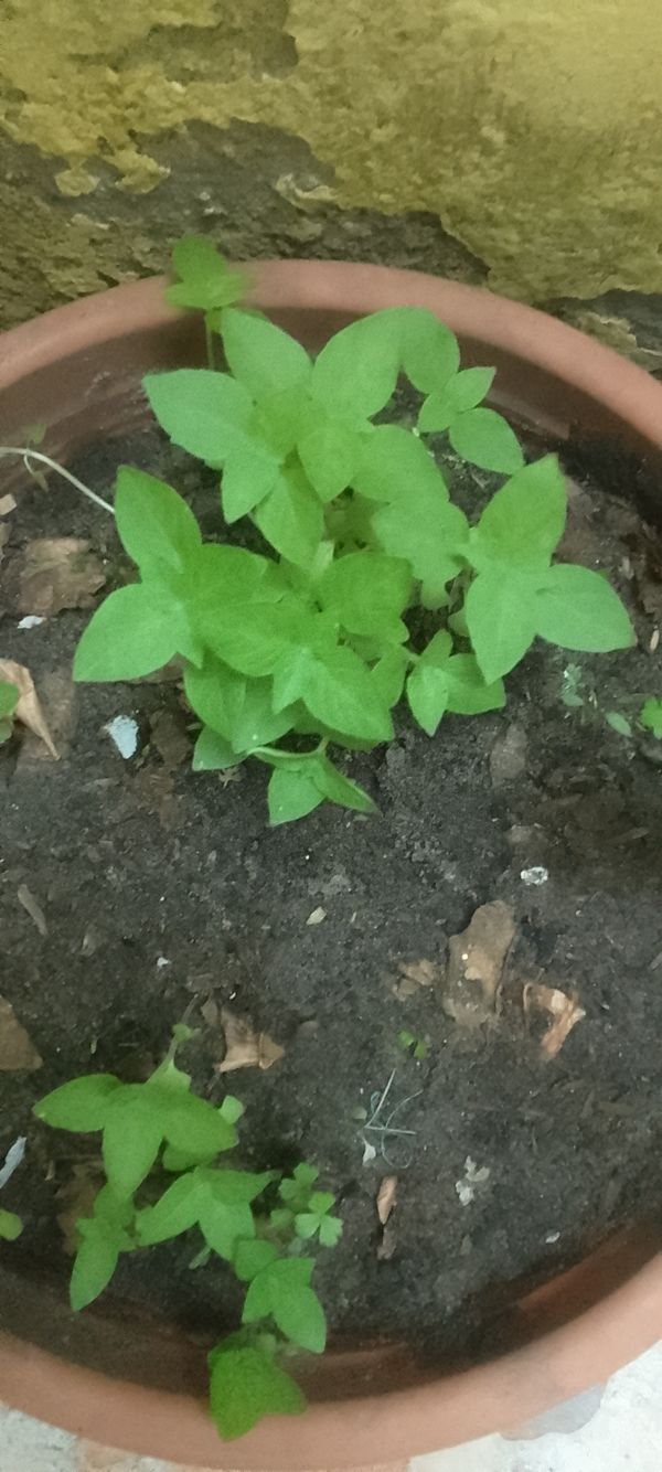Identificação da planta Manjericão por foto