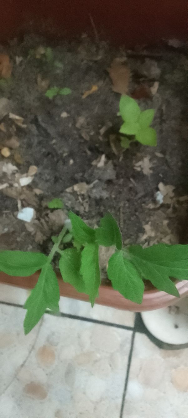 Identificação da planta Tomate cereja por foto