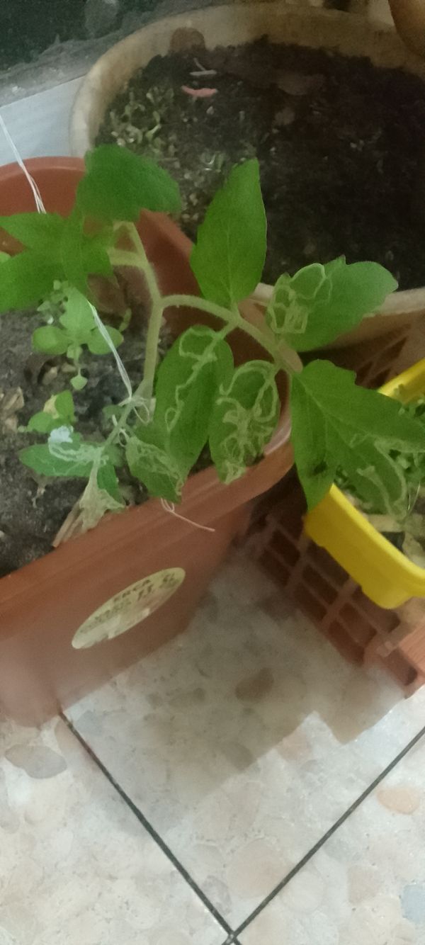 Identificação da planta Tomate cereja por foto