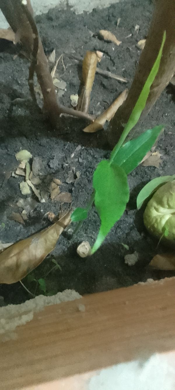 Identificação da planta Gengibre por foto