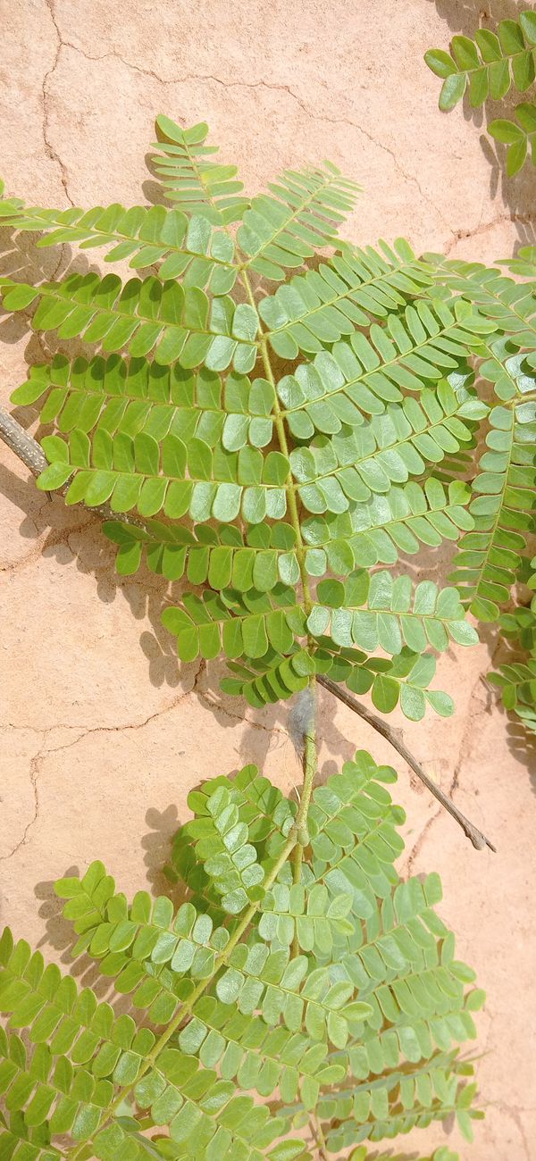 Identificação da planta Albizia por foto