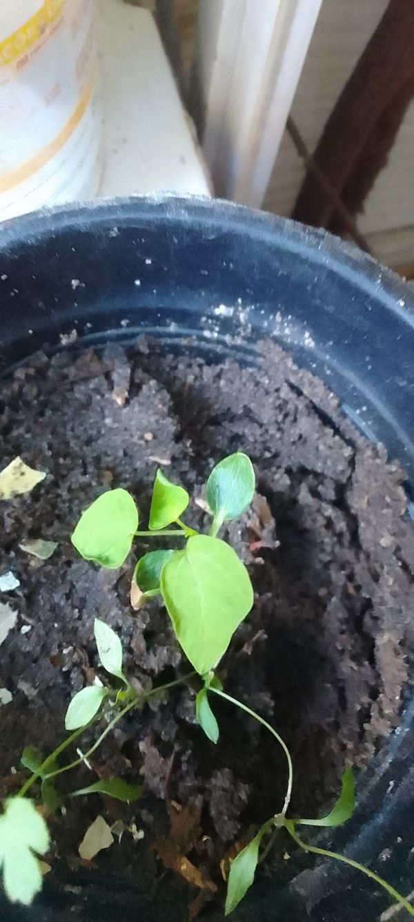 Identificação da planta Malagueta por foto