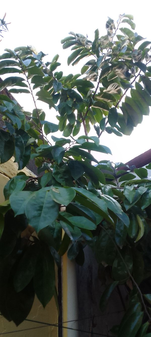 Identificação da planta Graviola por foto