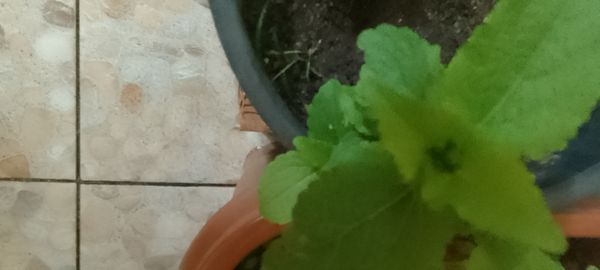 Identificação da planta Stévia por foto
