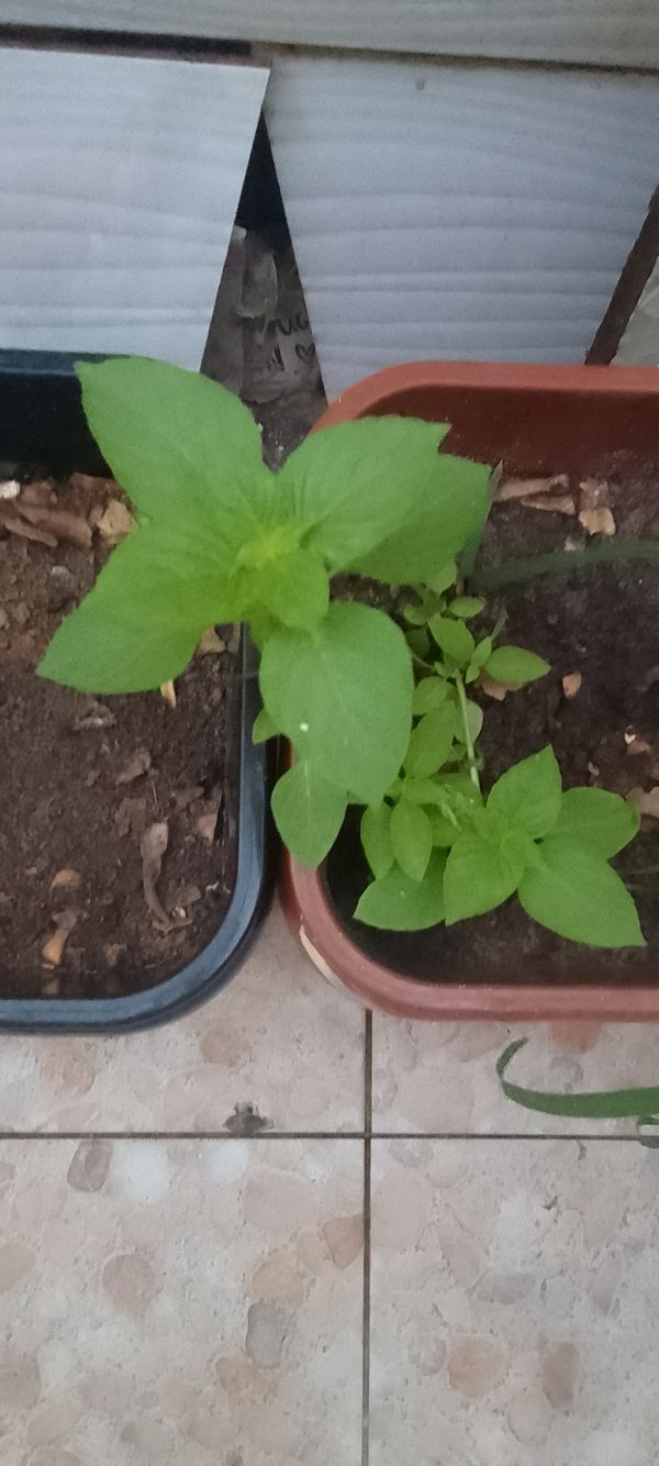 Identificação da planta Manjericão por foto