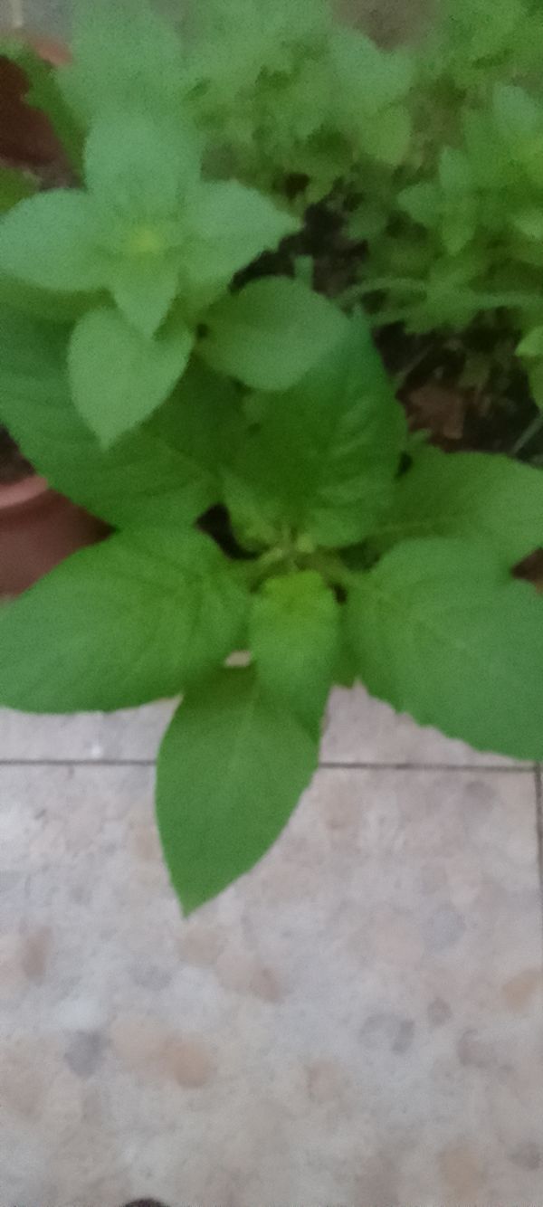 Identificação da planta Manjericão por foto