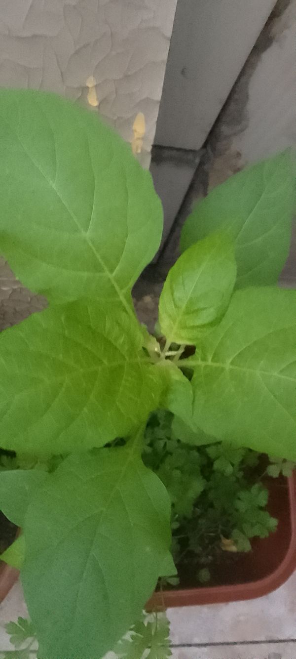 Identificação da planta Maria-pretinha por foto
