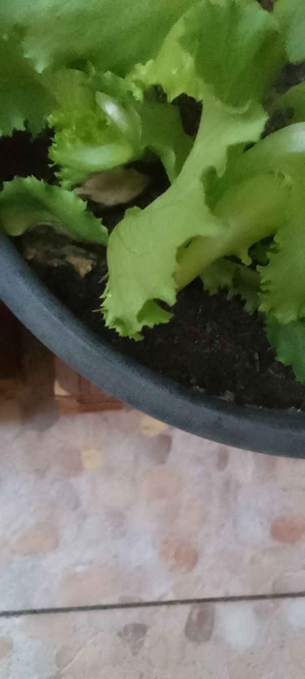 Identificação da planta Alface por foto