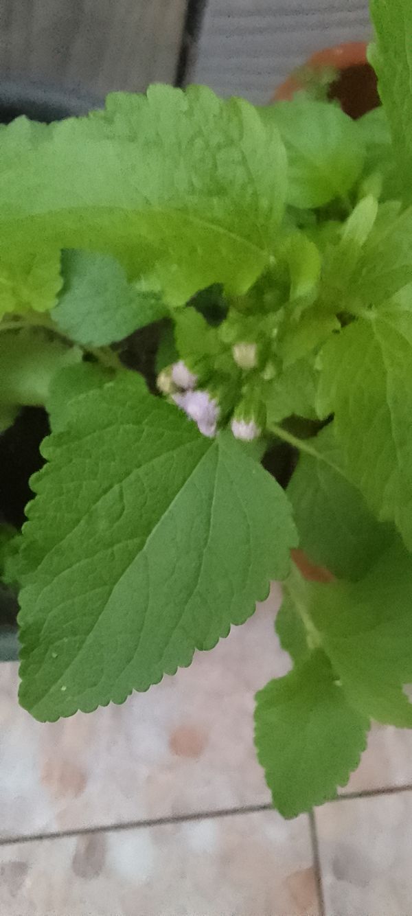 Identificação da planta Mentrasto por foto
