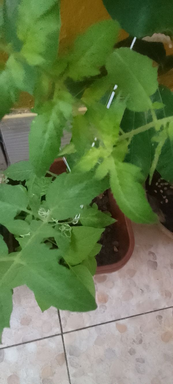 Identificação da planta Tomate por foto