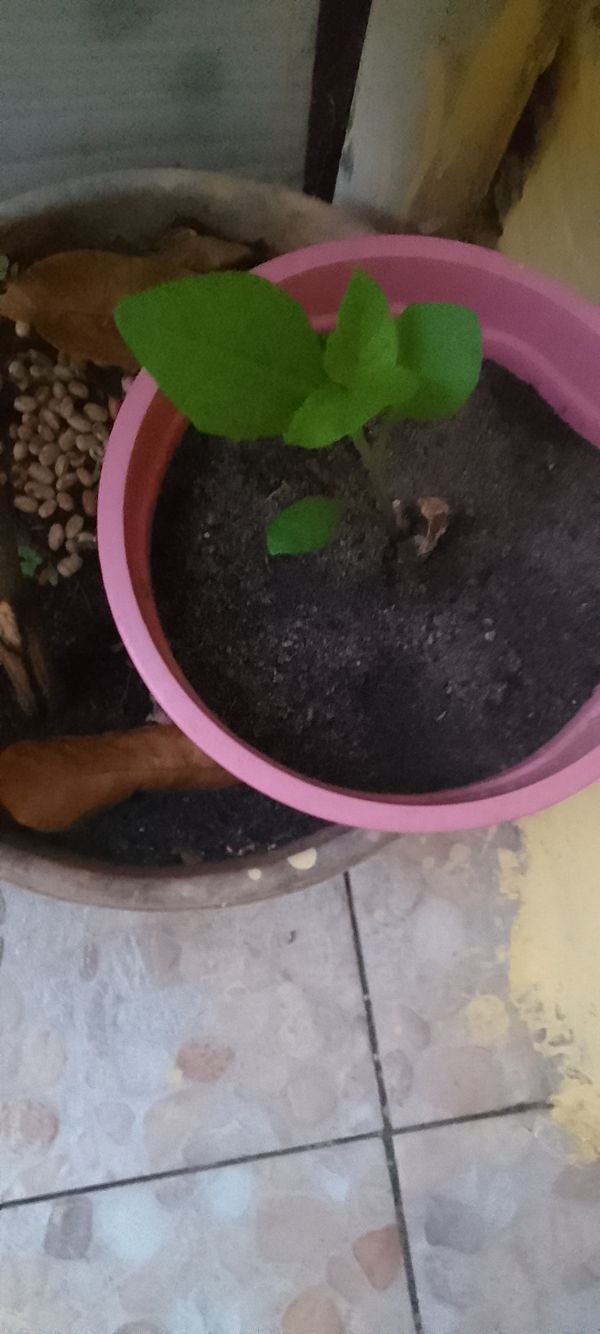 Identificação da planta Limão por foto