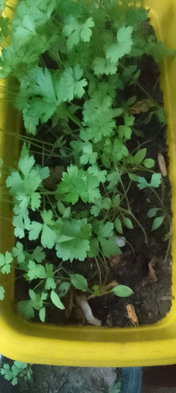 Identificação da planta Salsa por foto