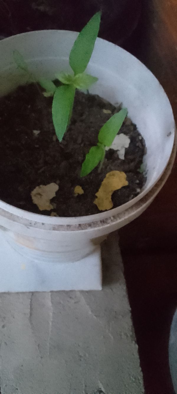 Identificação da planta Trapoeraba por foto