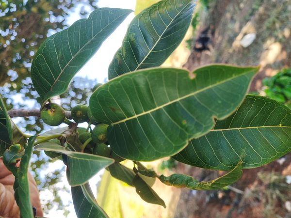 Identificação da planta Figueira por foto