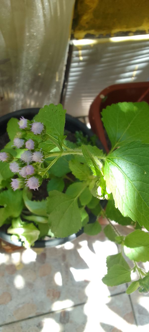 Identificação da planta Mentrasto por foto
