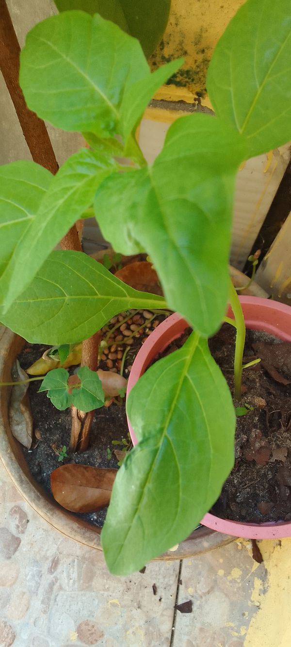 Identificação da planta Fumo por foto