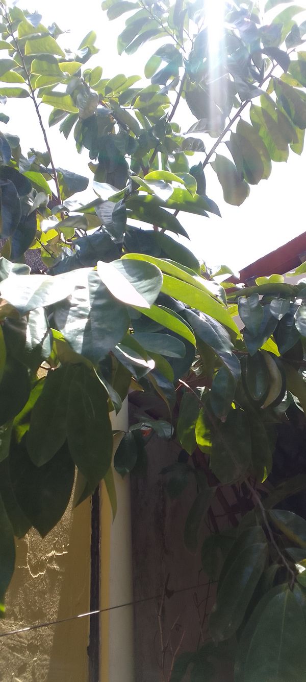 Identificação da planta Graviola por foto