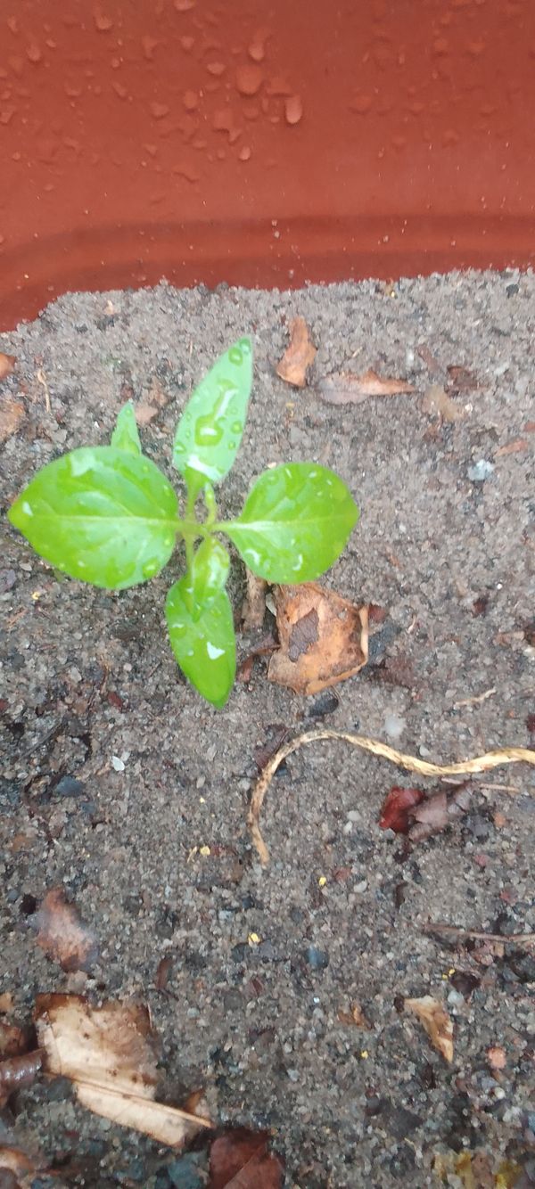 Identificação da planta Malagueta por foto