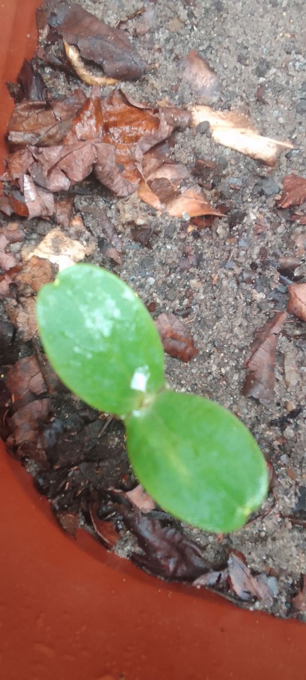 Identificação da planta Pepino por foto