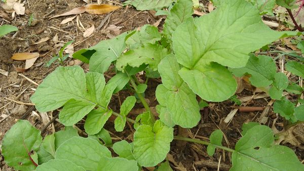 Identificação da planta Nabo-bravo por foto