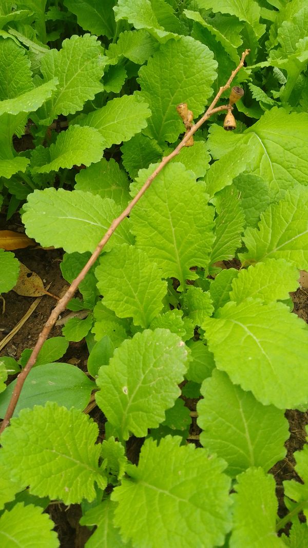 Identificação da planta Mostarda por foto