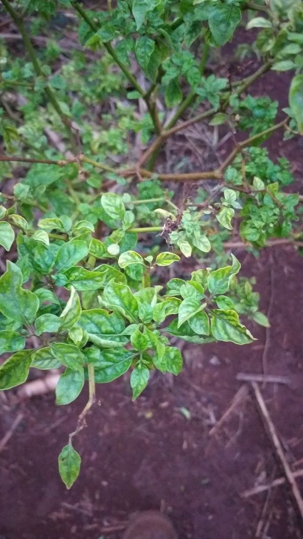 Identificação da planta Pimenta-de-cheiro por foto