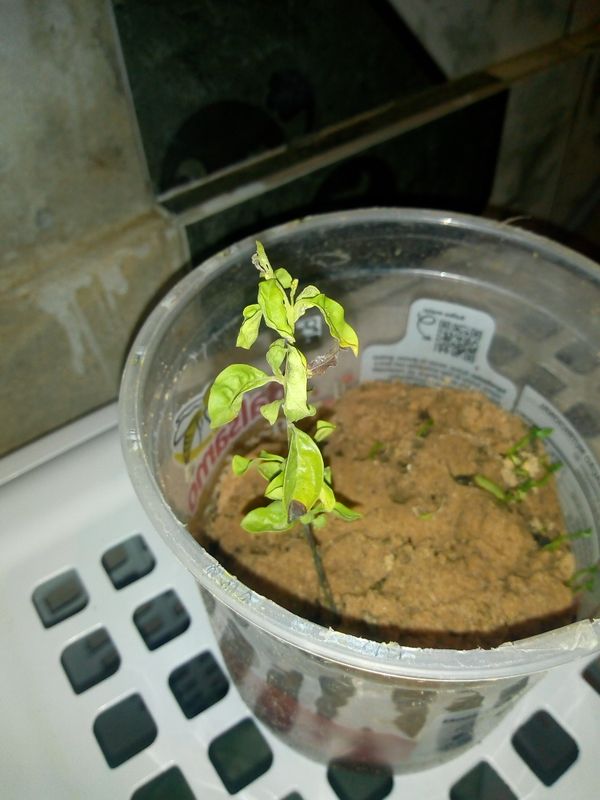 Identificação da planta Pimenta por foto